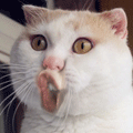 未命名.gif
