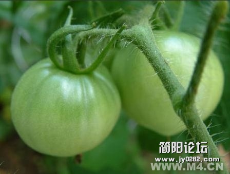 一、青西红柿 　　青西红柿含有毒性物质、叫龙葵素，食用这种还未成熟的青色西红柿，口.jpg