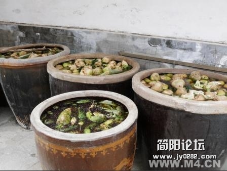 十一、未腌透的咸菜 　　腌菜时如果放盐量不足，腌制时间不满8天，可能造成亚硝酸盐中毒。.jpg
