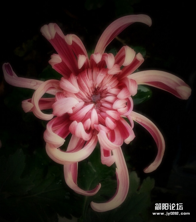 2011.10.29.拍摄于青白江凤凰湖