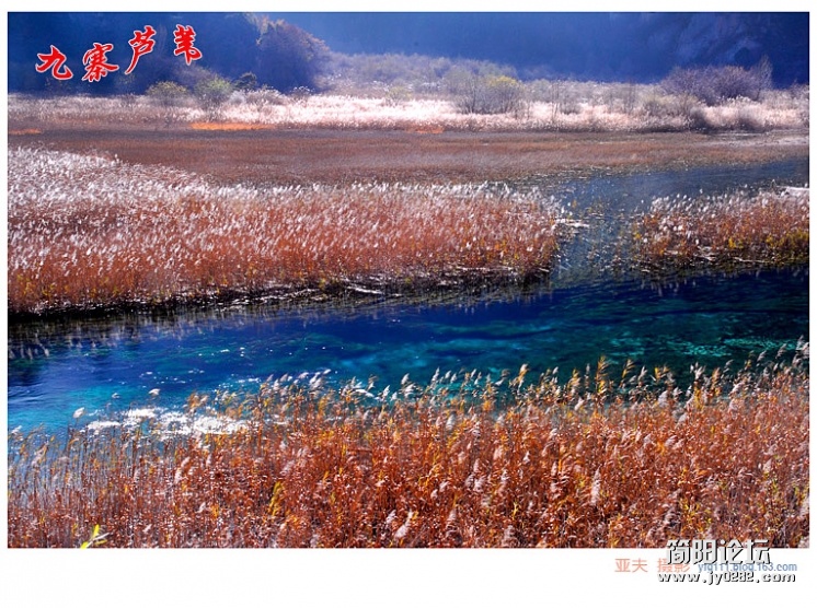 九寨芦苇（一）——06副本.jpg