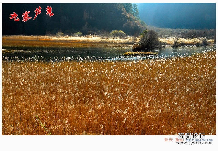 九寨芦苇（一）——04副本.jpg