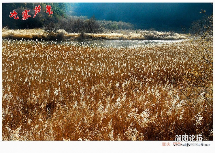 九寨芦苇（一）——11副本.jpg