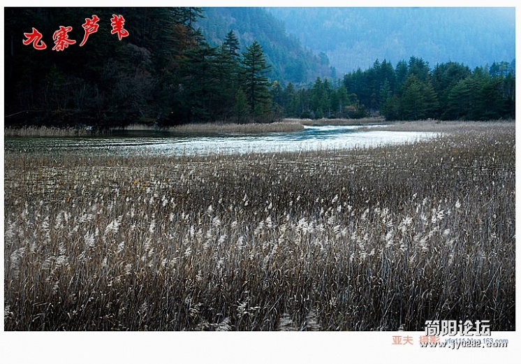 九寨芦苇（一）——10副本.jpg