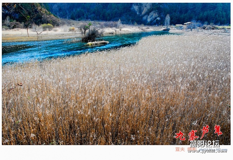 九寨芦苇（一）——09副本.jpg