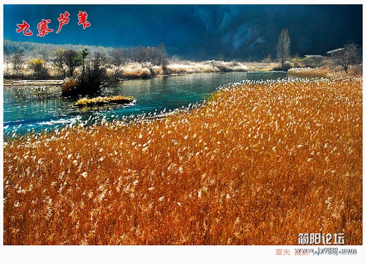 九寨芦苇（一）——07副本.jpg