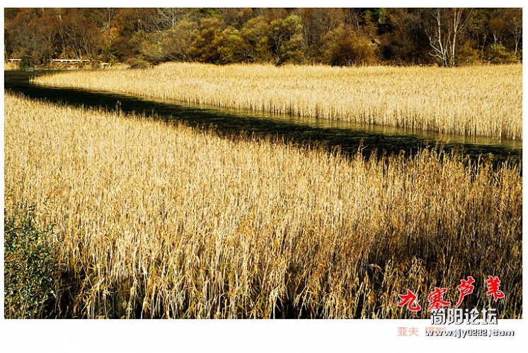 九寨芦苇（一）——14副本.jpg