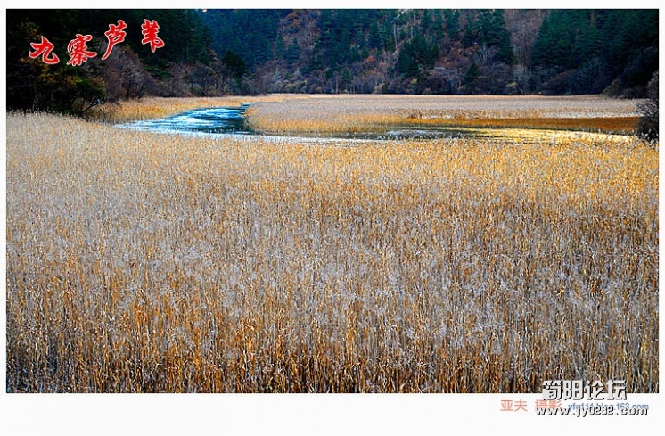 九寨芦苇（一）——13副本.jpg