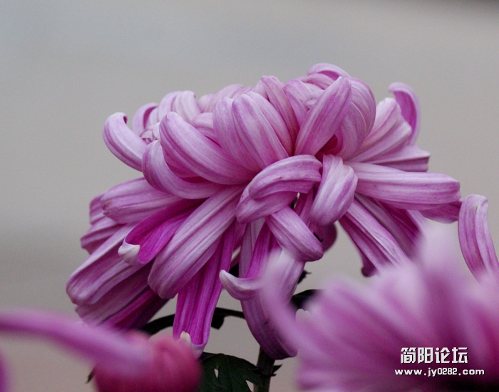 秋菊09.jpg