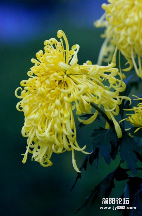 秋菊03.jpg