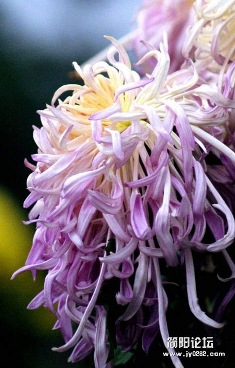 秋菊02.jpg