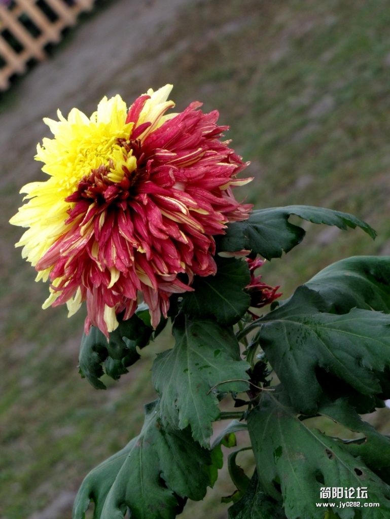 conew_img_2404.jpg