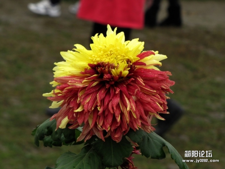 conew_img_2405.jpg