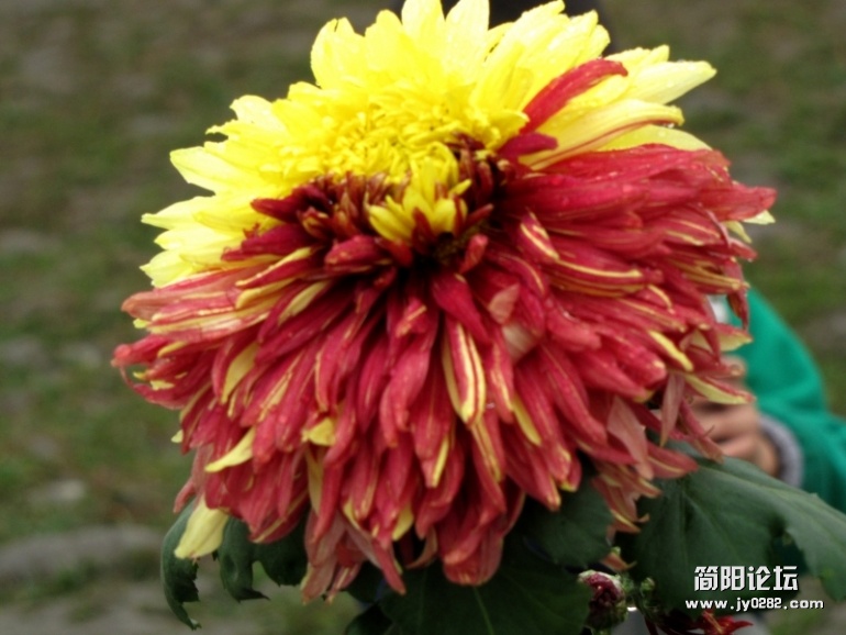 conew_img_2406.jpg