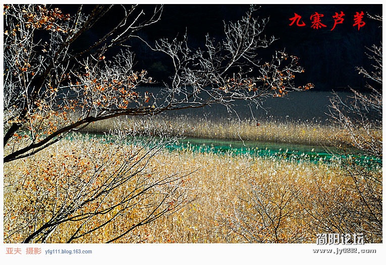 九寨芦苇（二）——05副本.jpg