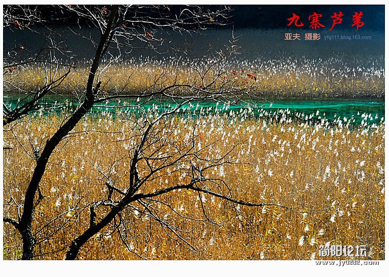 九寨芦苇（二）——04副本.jpg