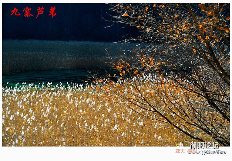 九寨芦苇（二）——03副本.jpg