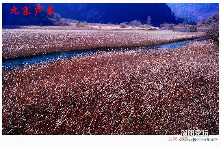 九寨芦苇（二）——11副本.jpg