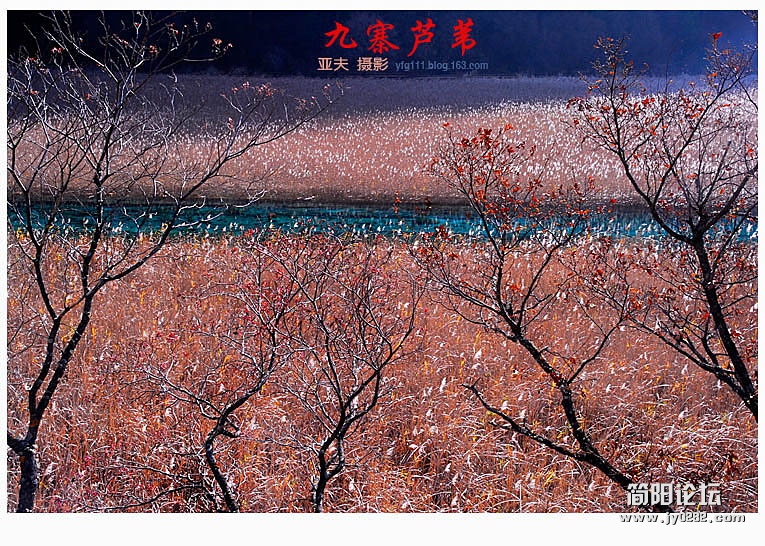 九寨芦苇（二）——12副本.jpg