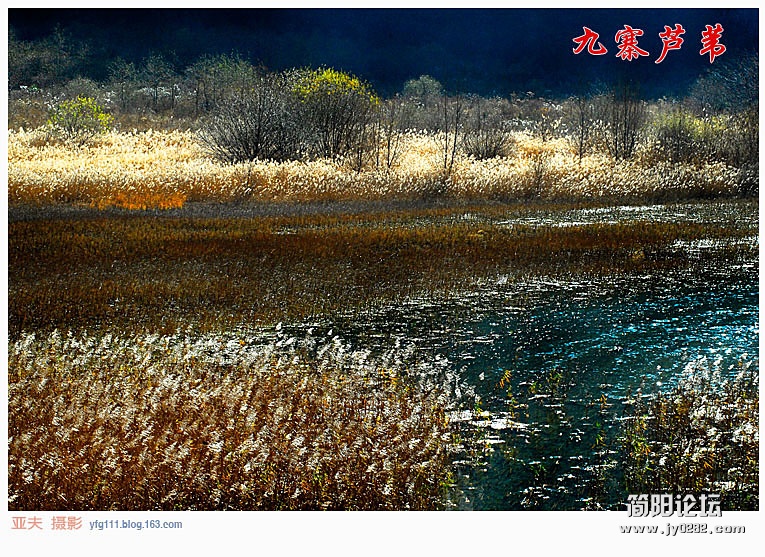 九寨芦苇（三）——05副本.jpg