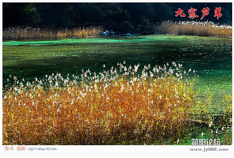 九寨芦苇（三）——02副本.jpg