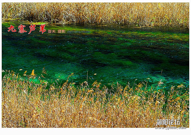 九寨芦苇（三）——07副本.jpg