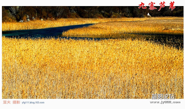 九寨芦苇（三）——14副本.jpg