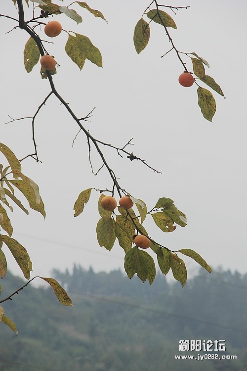 IMG_8431.JPG