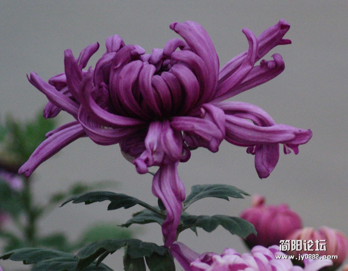 秋菊06.jpg