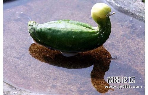 世界各地奇形怪状的水果zfoa8.jpg