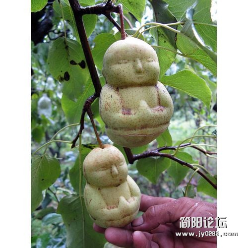 世界各地奇形怪状的水果.jpg