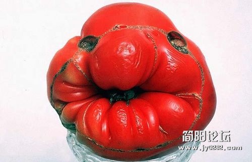 世界各地奇形怪状的水果i5lo.jpg