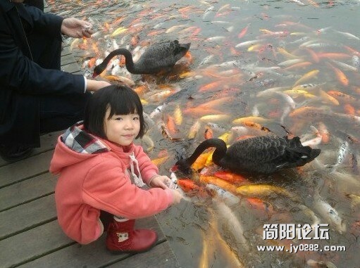 和黑天鹅共舞.jpg