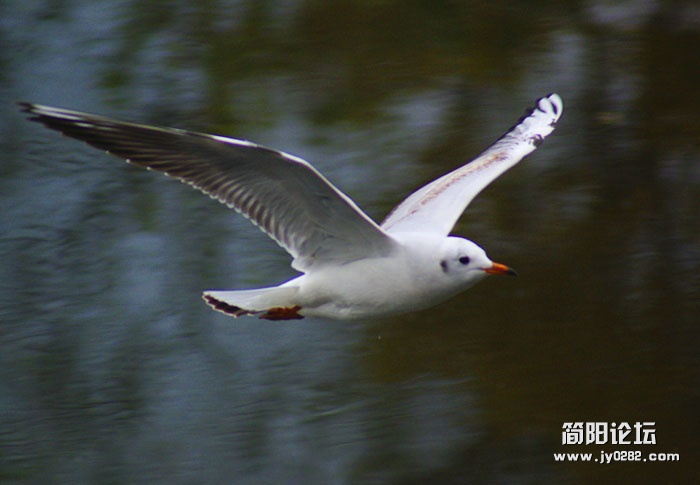 红嘴鸥001.jpg
