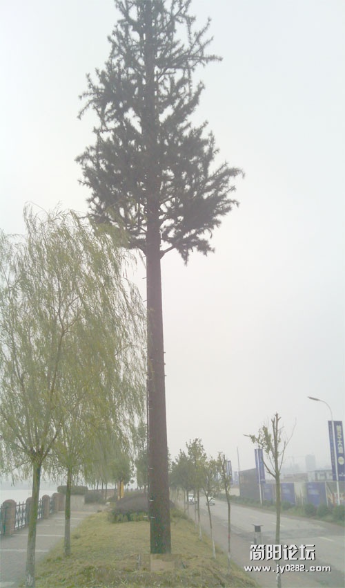高耸的松树.jpg