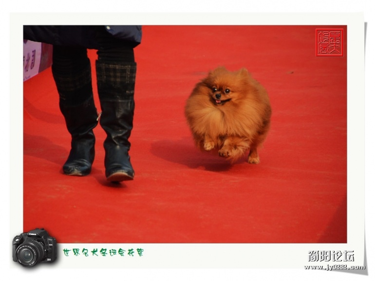 DSC_8523 - 副本.jpg