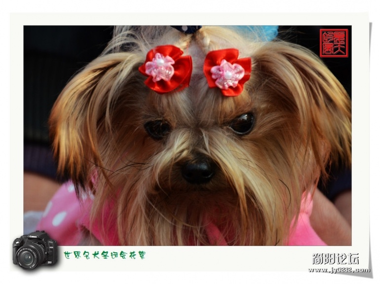DSC_8553 - 副本.jpg
