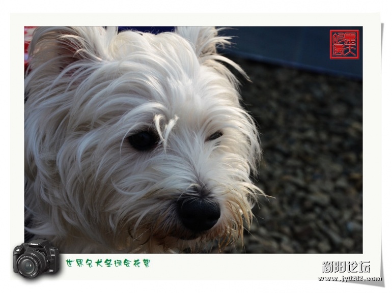 DSC_8506 - 副本.jpg