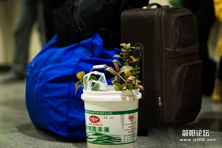 长沙火车站售票厅，宋大学要回老家湖北枣阳。走的时候，她专门去买了两株茶花，她说这.jpg