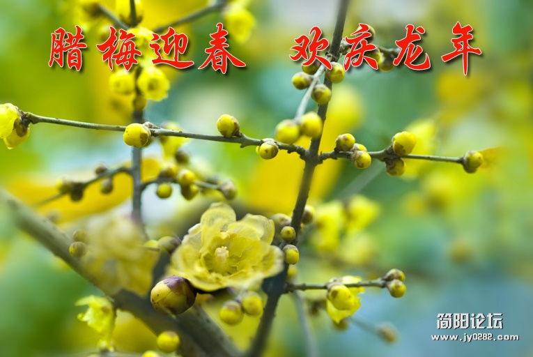 腊梅迎春副本.jpg