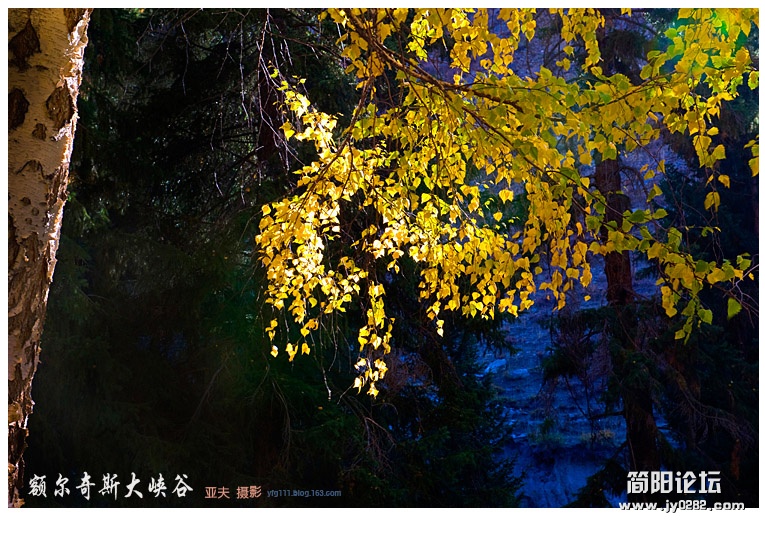 新疆行十二——额尔奇斯大峡谷（一）03副本.jpg