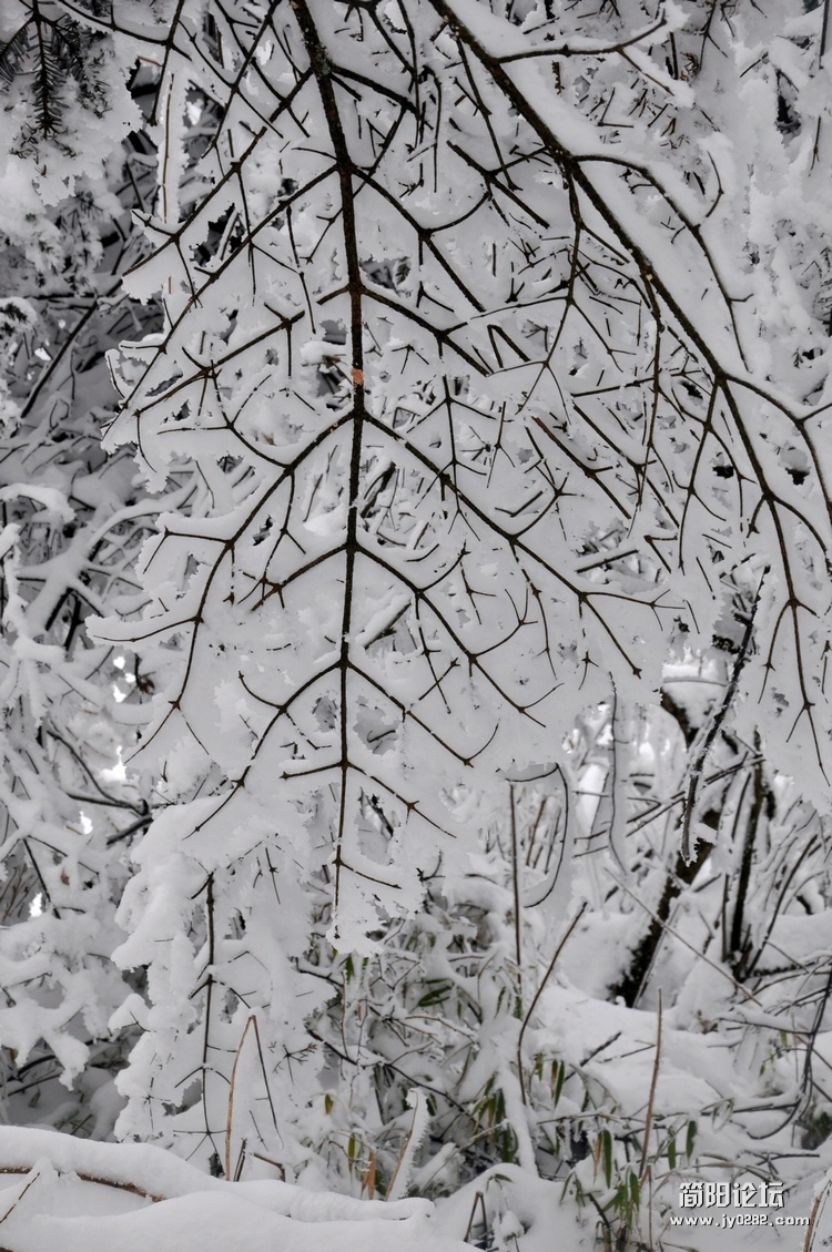DSC_0258.jpg