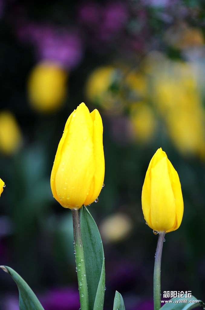 DSC_1656.jpg