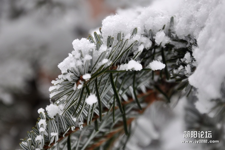 DSC_0322.jpg