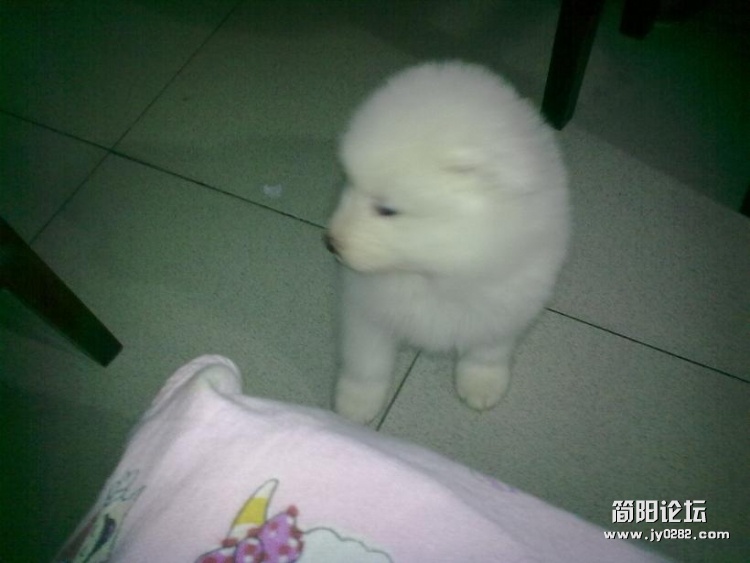 20120218296.jpg