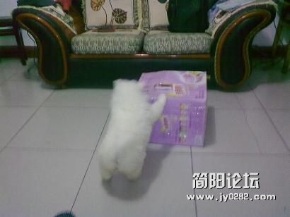 20120218287.jpg