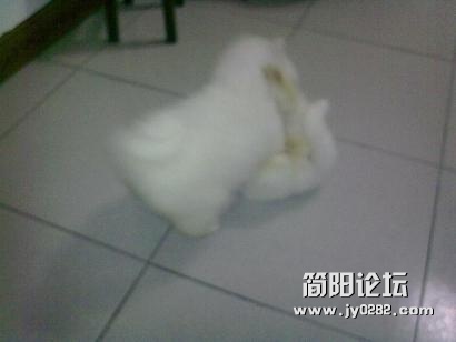 20120218288.jpg