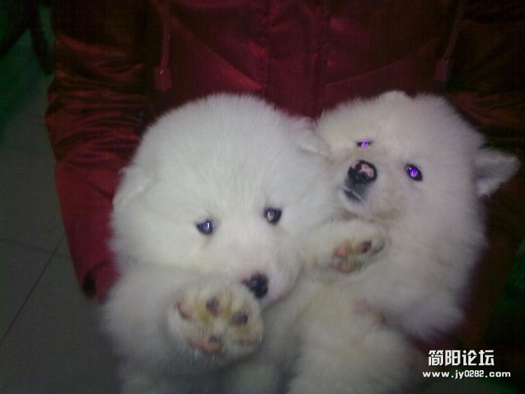 20120218292.jpg
