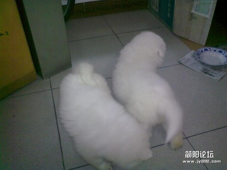 20120218295.jpg