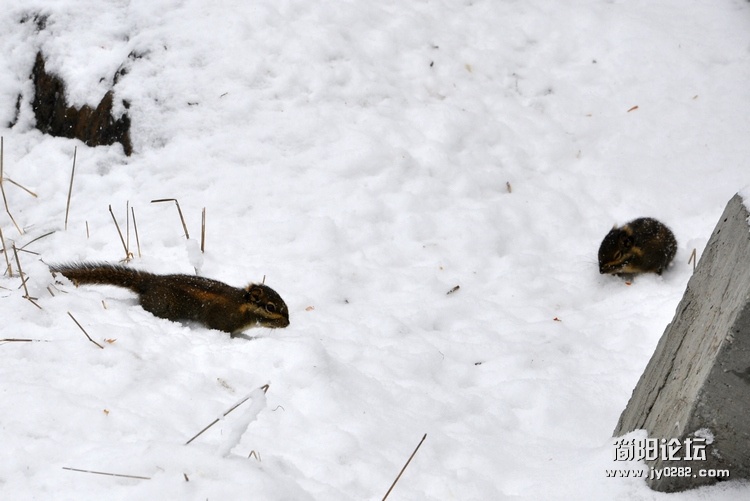 DSC_0401.jpg